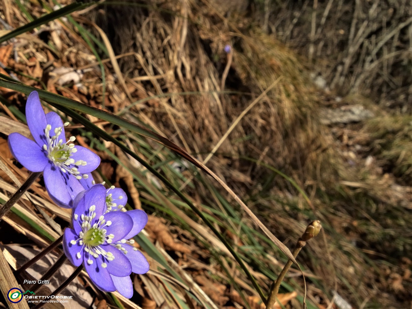 24 Erba trinita (Hepatica nobilis).JPG